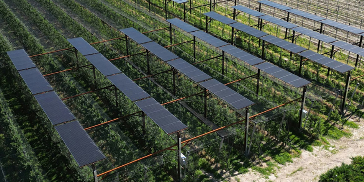 Agrivoltaico tra i meleti: in Alto-Adige nasce il primo impianto sperimentale italiano
